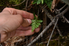Polypodium hesperium