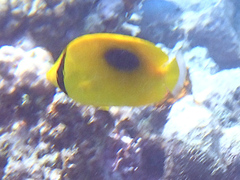 Chaetodon speculum