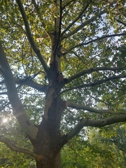 Platanus occidentalis