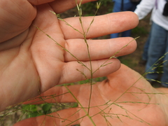 Eragrostis curtipedicellata