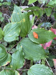 Prosartes smithii
