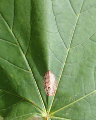Phyllonorycter joannisi