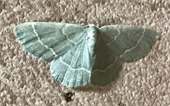 Chlorochlamys phyllinaria