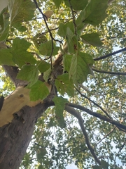 Platanus occidentalis