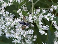 Coelioxys octodentatus