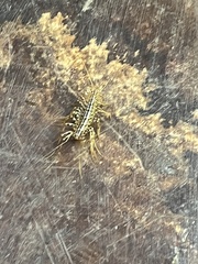 Scutigera coleoptrata