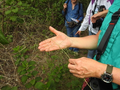 Eragrostis curtipedicellata