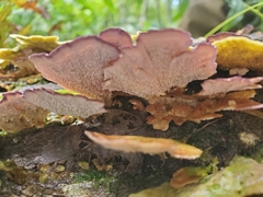 Trichaptum fuscoviolaceum