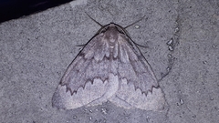 Nepytia pellucidaria