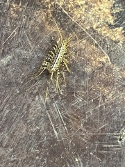 Scutigera coleoptrata