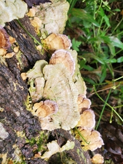 Trichaptum fuscoviolaceum