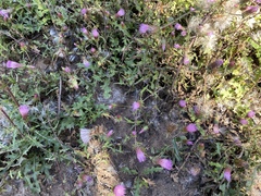 Cirsium andersonii