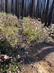 Cirsium andersonii