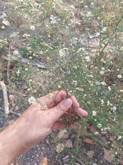 Symphyotrichum pilosum pilosum