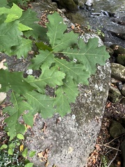 Quercus rubra