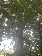 Corynocarpus laevigatus
