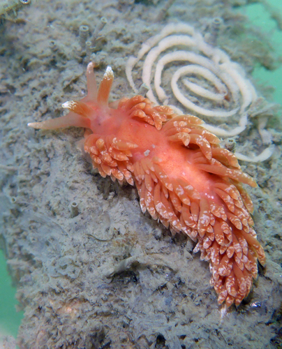 Colorful Aeolid