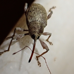 Curculio elephas