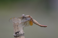 Crocothemis servilia mariannae