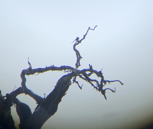 iNaturalist observation photo of Yellow-billed Magpie