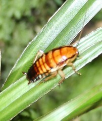 Drymaplaneta heydeniana