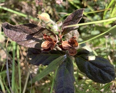 Crocanthemum carolinianum