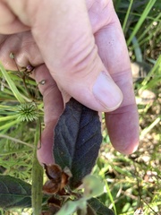 Crocanthemum carolinianum