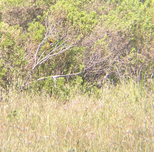 iNaturalist observation photo of Bullock's Oriole