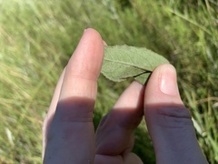 Crocanthemum carolinianum