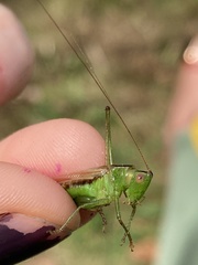 Conocephalus brevipennis
