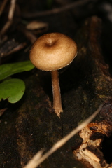 Lentinus arcularius