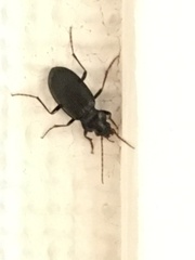 Carabidae