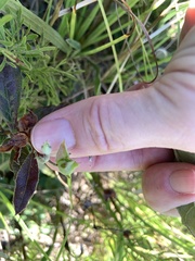 Crocanthemum carolinianum