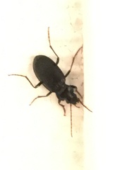 Carabidae