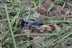 Orthetrum melania melania