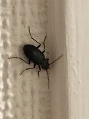 Carabidae