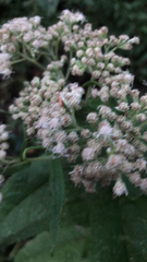 Eupatorium perfoliatum