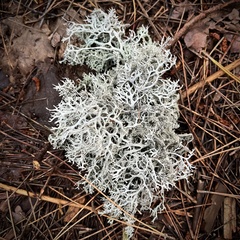 Pseudevernia consocians