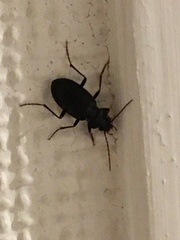 Carabidae
