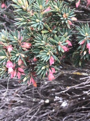 Brachyloma ericoides