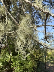 Usnea subfloridana