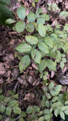 Zanthoxylum americanum