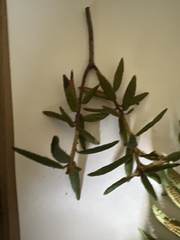 Rhododendron groenlandicum