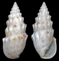 Otopleura nodicincta