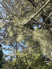 Usnea subfloridana