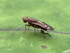 Opomyza
