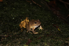 Strabomantis