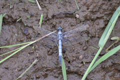Orthetrum albistylum speciosum