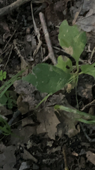 Nabalus trifoliolatus