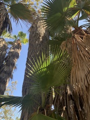 Washingtonia filifera